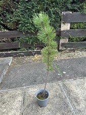 Japanese black pine for sale  LEICESTER