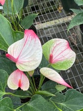 Anthurium mystique mature for sale  Miami
