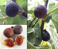 200 semi ficus usato  Italia