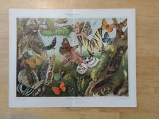 Rig chromolithographie schmett gebraucht kaufen  Langquaid