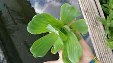 Water lettuce oxygenating for sale  MARKET RASEN