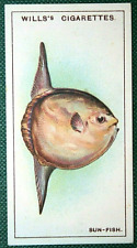 Sun fish vintage for sale  DERBY