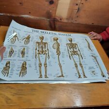 Laminated x27 anatomy for sale  York