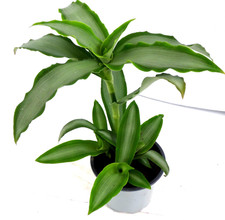 Peking gras murdannia gebraucht kaufen  Gronau