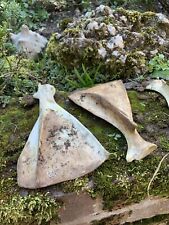Real animal bones for sale  UK