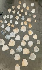 Real seashells shores for sale  Durham