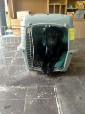 Petmate dog crate for sale  BRISTOL