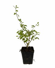 Goji lycium barbarum usato  Terlizzi