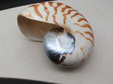 Natural chambered nautilus for sale  Foresthill