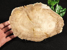 Larger polished sloanea for sale  Salt Lake City