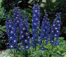 Delphinium plants dark for sale  STOCKPORT