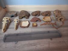 Leopard gecko keeping for sale  OLDHAM