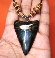 Mako shark tooth for sale  Bradenton