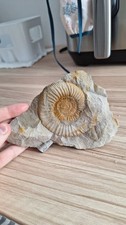 Stück fossil stein gebraucht kaufen  Bayreuth