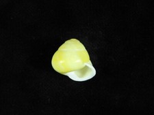 Land snail helicostyla for sale  SOUTHAMPTON