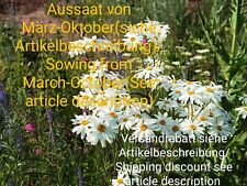 Strauß margerite wucherblume gebraucht kaufen  Langenfeld (Rheinland)