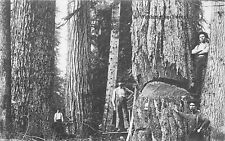 1910 logging lumber for sale  Prescott