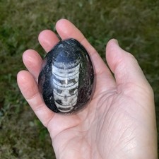 Orthoceras polished fossil for sale  BASINGSTOKE