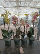 Orchidea phalaenopsis profumat usato  Foligno