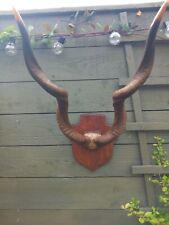 Antique taxidermy horns for sale  BILLINGHAM