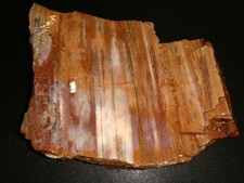 drift petrified wood for sale  Dyer