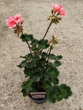 Geranium zonal salmon for sale  NEWENT