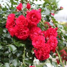 Bodendeckerrosen farben liefer gebraucht kaufen  Elmshorn