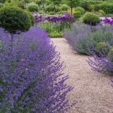 Nepeta six hills for sale  GLASGOW