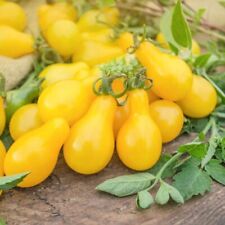 Tomato yellow submarine for sale  SALISBURY