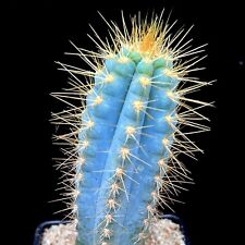 Blue cactus plant for sale  LEIGH