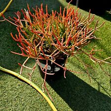 Euphorbia tirucalli fire for sale  Chula Vista