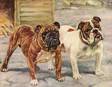English bulldog named for sale  COLEFORD
