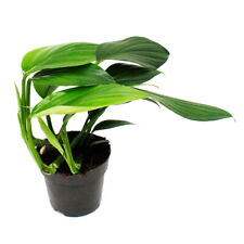 Philodendron dragon tail gebraucht kaufen  Zweibrücken