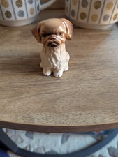 pekingese for sale pekingese for sale TIVERTON