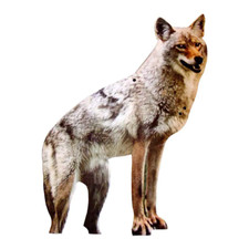 Coyote decoy goose for sale  Barrington