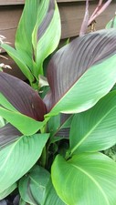 Canna cleopatra exotic for sale  WELWYN GARDEN CITY