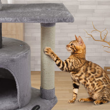 Us01h cute cat for sale  Clinton