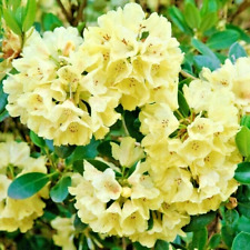 Rhododendron millenium gold for sale  NORTHWICH