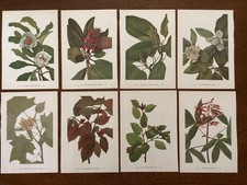 beautiful botanical print for sale  Camden Wyoming
