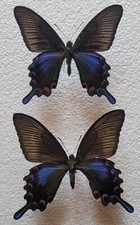 Papilio dehaanii utae gebraucht kaufen  Alsdorf