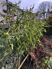 Grow mistletoe mistletoe for sale  HOPE VALLEY