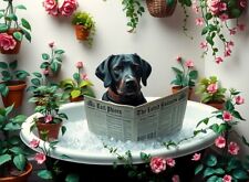 Black labrador bath for sale  DUNSTABLE