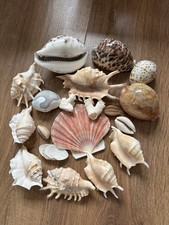 Bundle seashells coral for sale  NORTHAMPTON