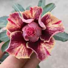 Semi adenium obesum usato  Monreale