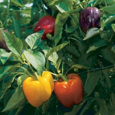 Rainbow bell pepper for sale  Deltona
