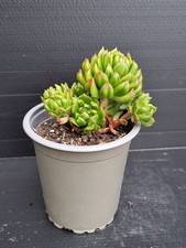 Echeveria red lantern for sale  KILMARNOCK