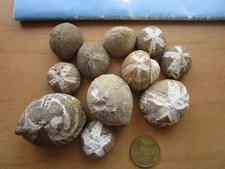 Versteinerte seeigel gefunden gebraucht kaufen  Bredstedt