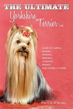 Ultimate yorkshire terrier for sale  UK