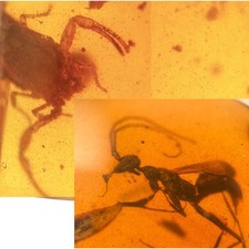 Scorpion wasp burmese for sale  GILLINGHAM