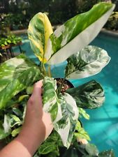 Monstera lechleriana for sale  Windermere